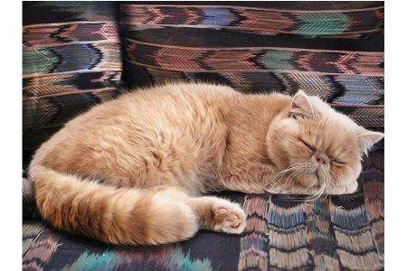 Мозаичная картина стразами АЛМАЗНАЯ ЖИВОПИСЬ Персидский кот